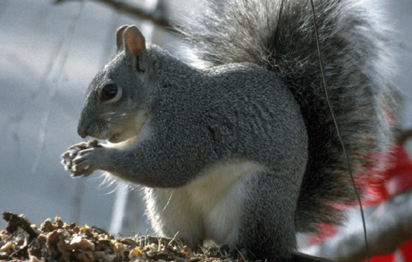 Белка с пушистым хвостом