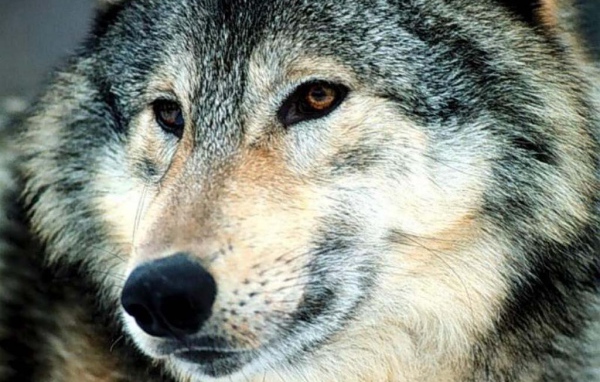 Страшный волк