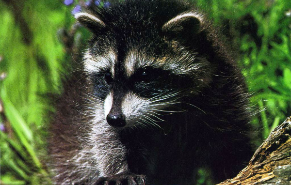 Крошка енот