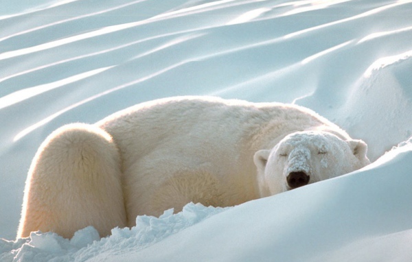 Белый медведь