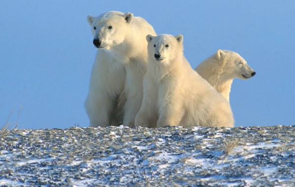 Белые медвежата