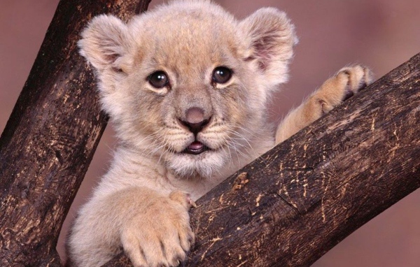 Маленький тигренок