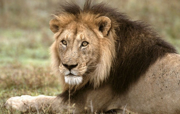 Лев царь зверей