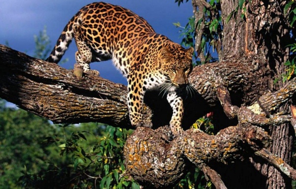 Леопард на дереве