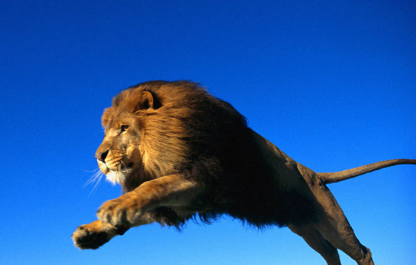 Лев в прыжке