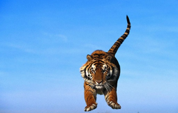 Тигр в прыжке