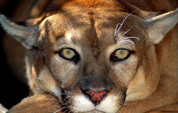 Львица хищник