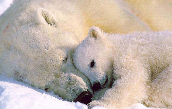 Белый медвежонок и мать