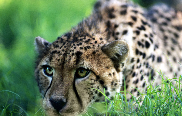 Быстрый гепард