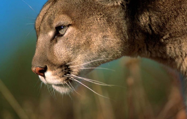 Львица на охоте