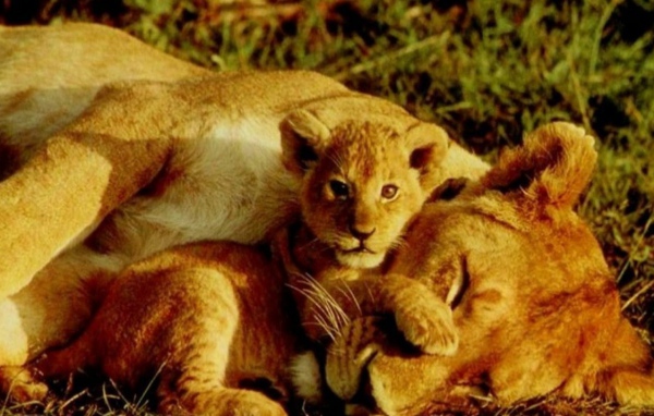 Тигрёнок и львица