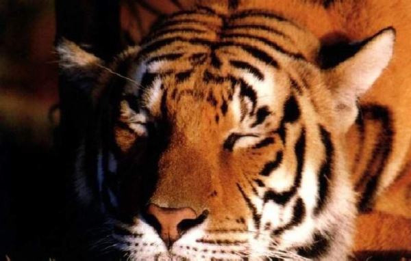 Красивый тигр