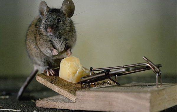 Мышка в ловушке