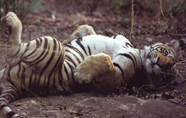 Ласковый тигр