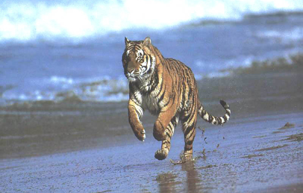 Тигр у моря