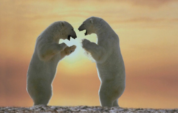 Белые медведи на задних лапах