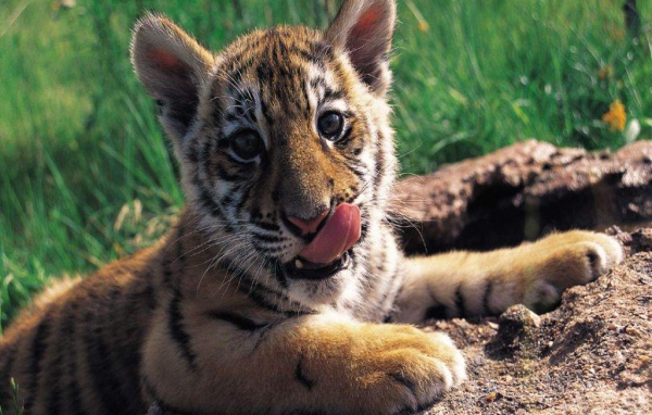 Тигренок зверенок