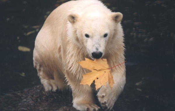 Медведь с кленовым листом