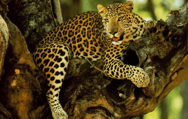 Гепард на дереве