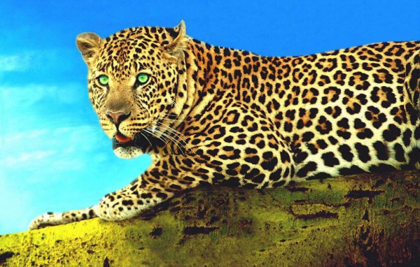 Гепард на суку