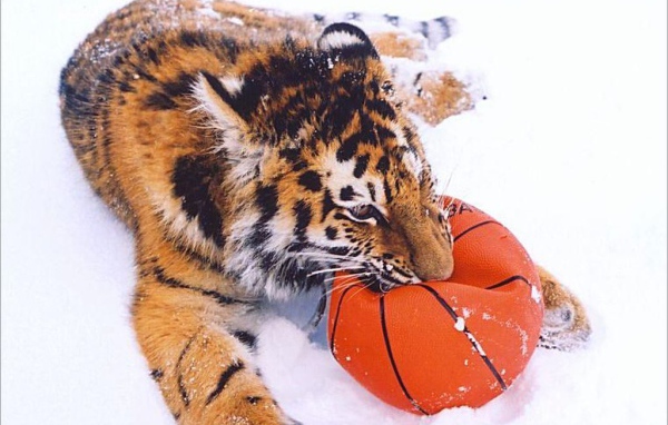 Тигр играет с мячом