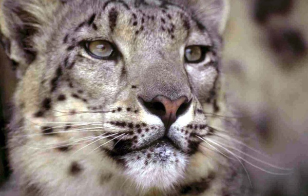 Самка гепарда