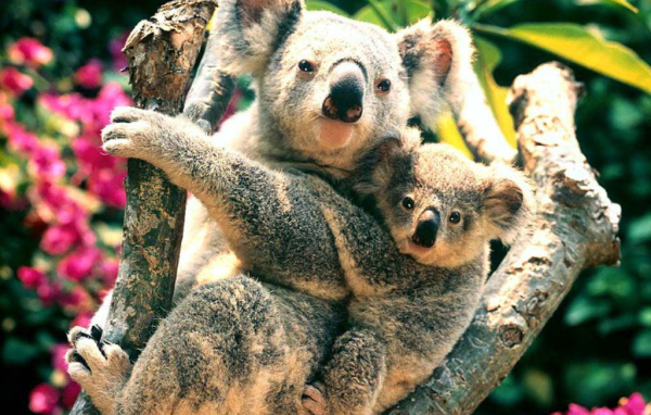 Коалы на дереве