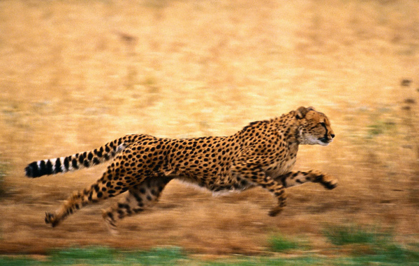 Быстрый гепард