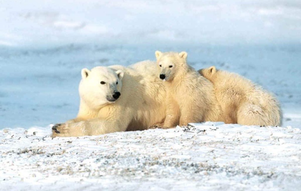 Белые звери