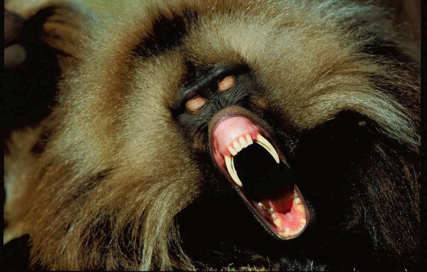 Черная обезьяна