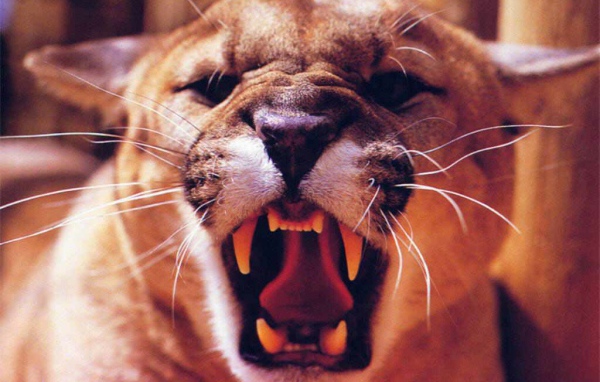 Львица рычит