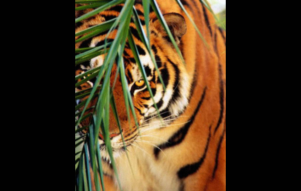 Тигр и кустик