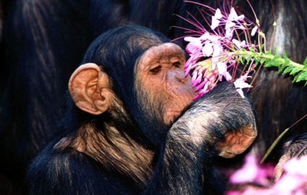 Шимпанзе нюхает цветы