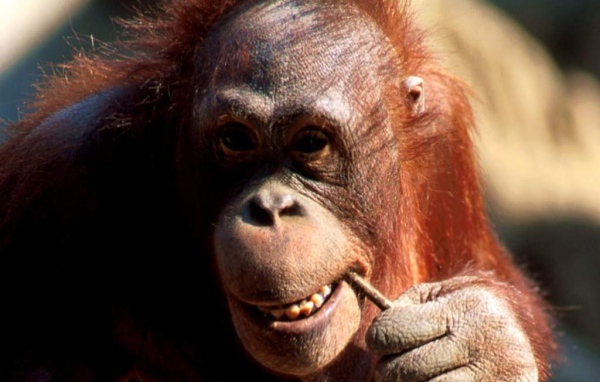 Шимпанзе обезьяна