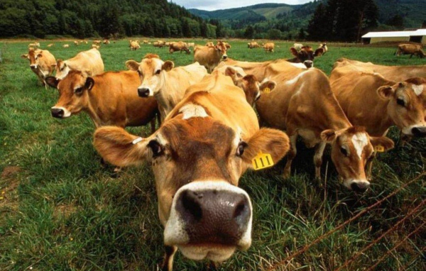 Коровы на поле