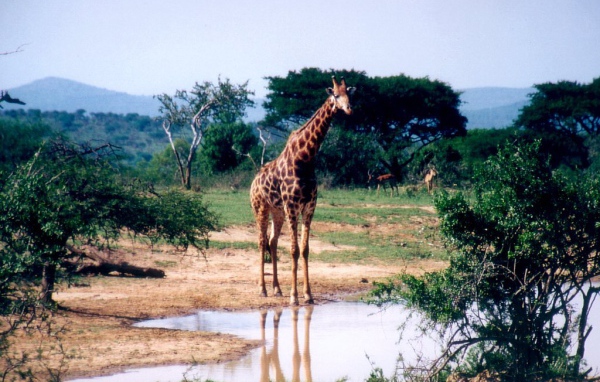 Африканский жираф