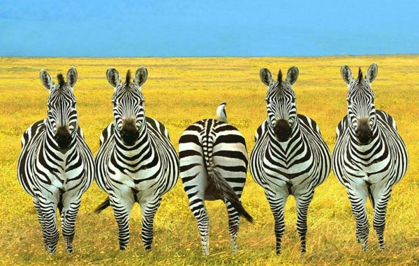 Зебры в степи