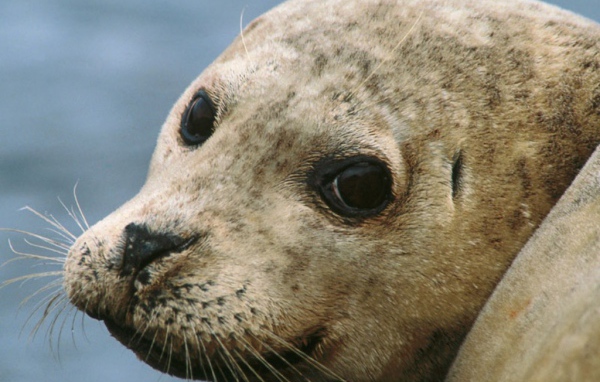 Морской котик