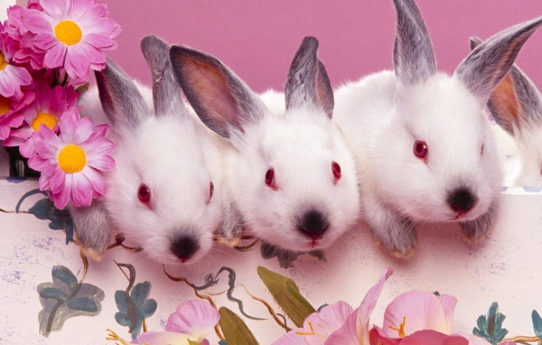 Розовые кролики