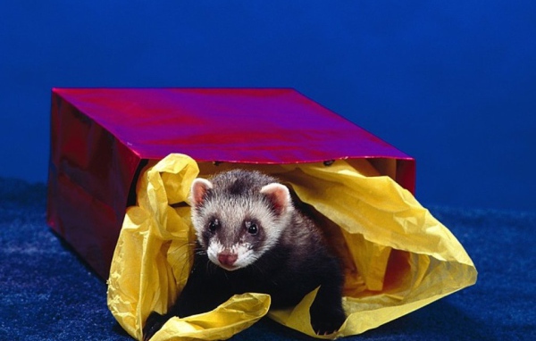 Зверёк в коробке