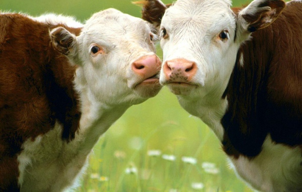 Коровы целуются