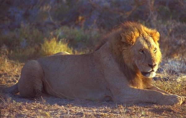 Лев на отдыхе