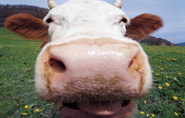 Рогатая корова