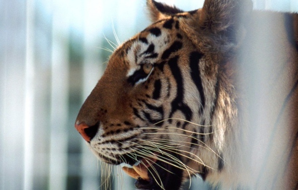 Тигр в клетке