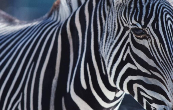 Африканская зебра