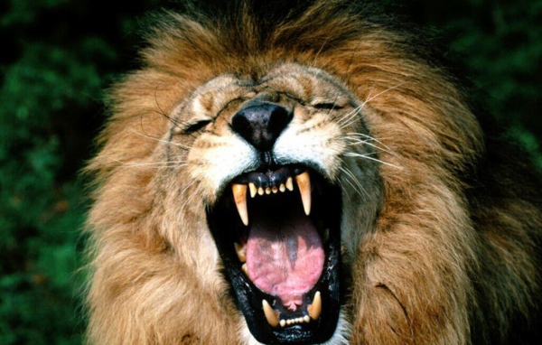 Стращный хищник лев