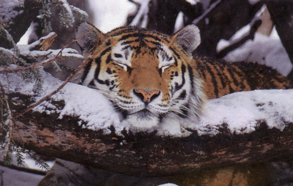Тигр на снегу