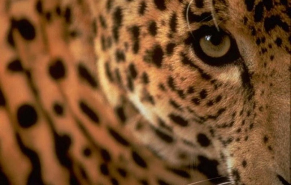 Глаза гепарда