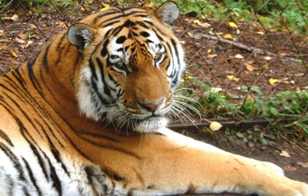 Тигр в зоопарке