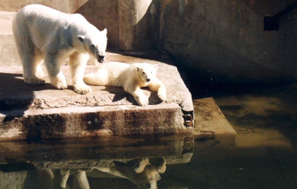 Белые медведи вневоли